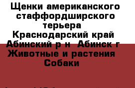 Щенки американского стаффордширского терьера - Краснодарский край, Абинский р-н, Абинск г. Животные и растения » Собаки   